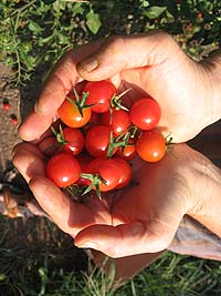 Gleaners